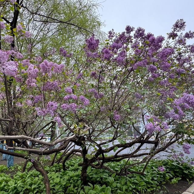 丁香花满城开的日子