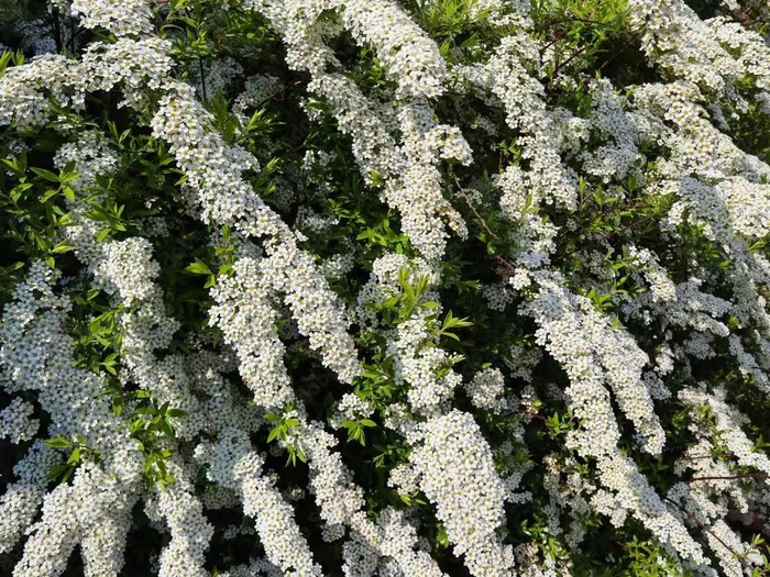 喷雪花雪柳万朵齐开如云如雾如雪如瀑