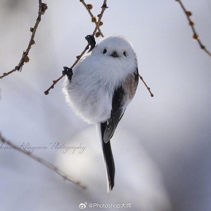 肥啾鸟头像图片