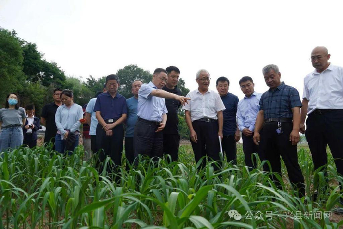 兴县:小杂粮"挑大梁"|山西省_新浪新闻