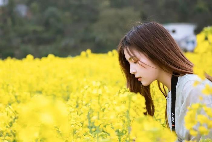 油菜花拍照