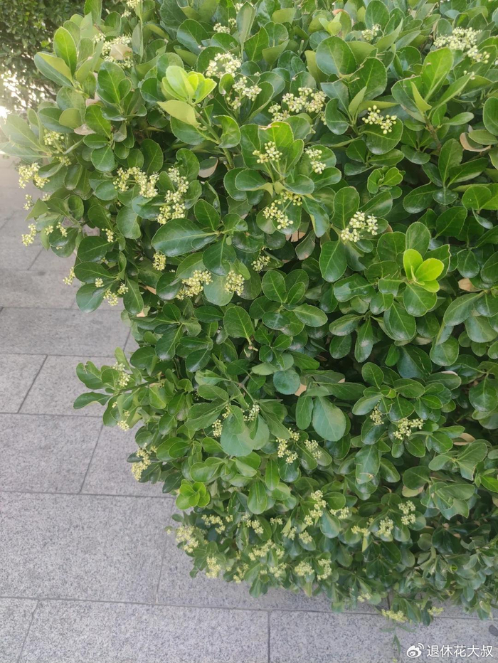 小区常见的15种灌木,含观花,观果,低维护,还耐修剪__财经头条__新浪财经