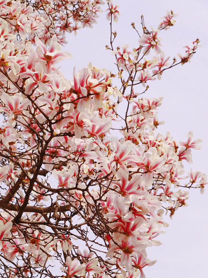 留给南京这棵网红玉兰花的时间已经不多了图片拍摄于3月13日1865创意