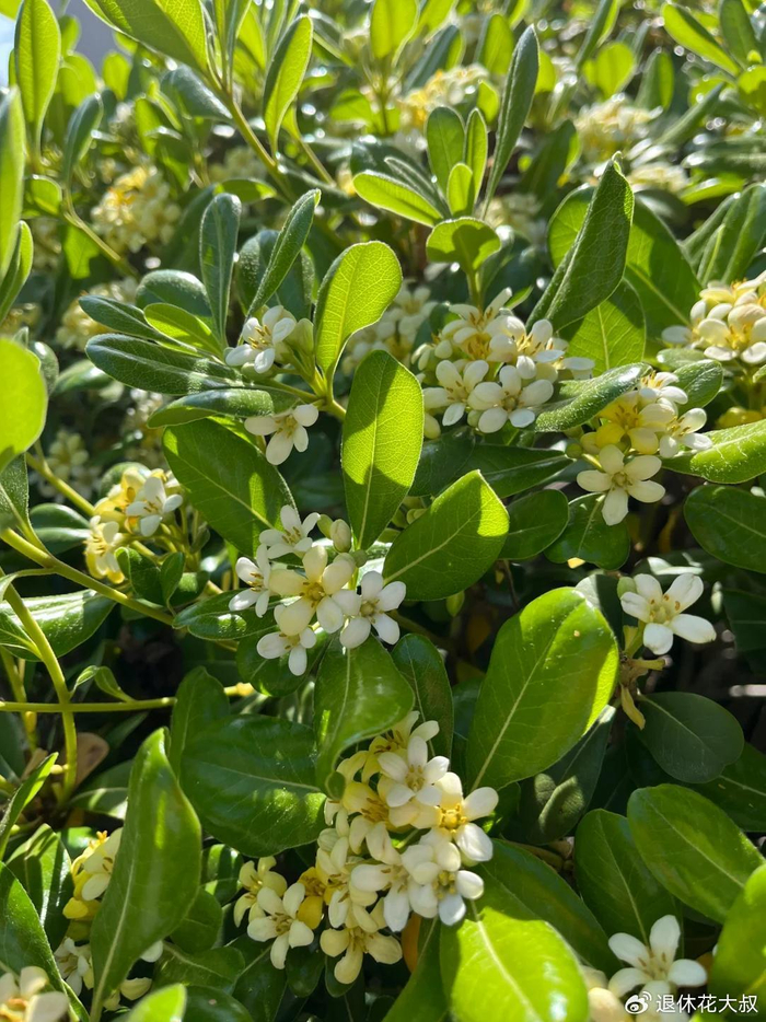 小区常见的15种灌木,含观花,观果,低维护,还耐修剪__财经头条__新浪财经