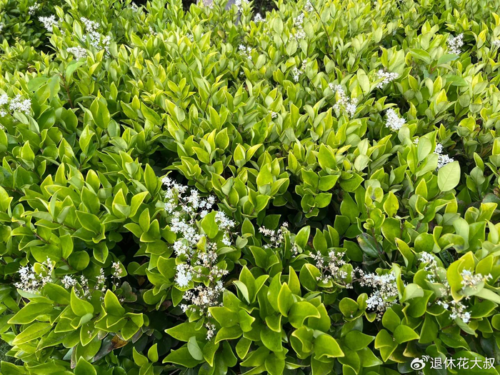 小区常见的15种灌木,含观花,观果,低维护,还耐修剪__财经头条__新浪财经