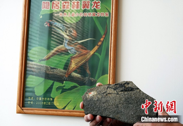 龙年说龙亿万年前陆海空这三种龙有何奥秘