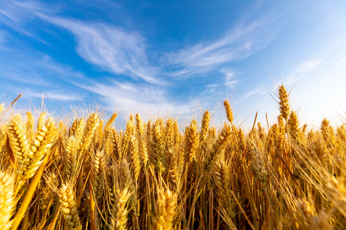 秦岭脚下风吹麦浪,万亩麦子丰收在望