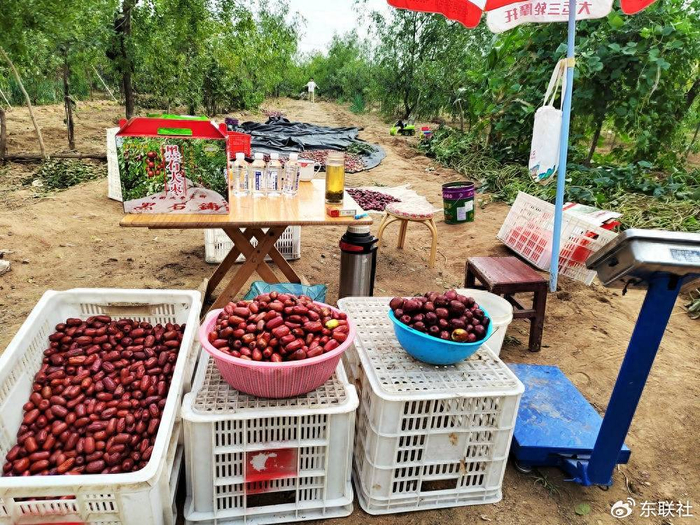 走进宁阳葛石镇"好运枣园",品尝地道的"不老枣"|宁阳|葛石镇|枣园