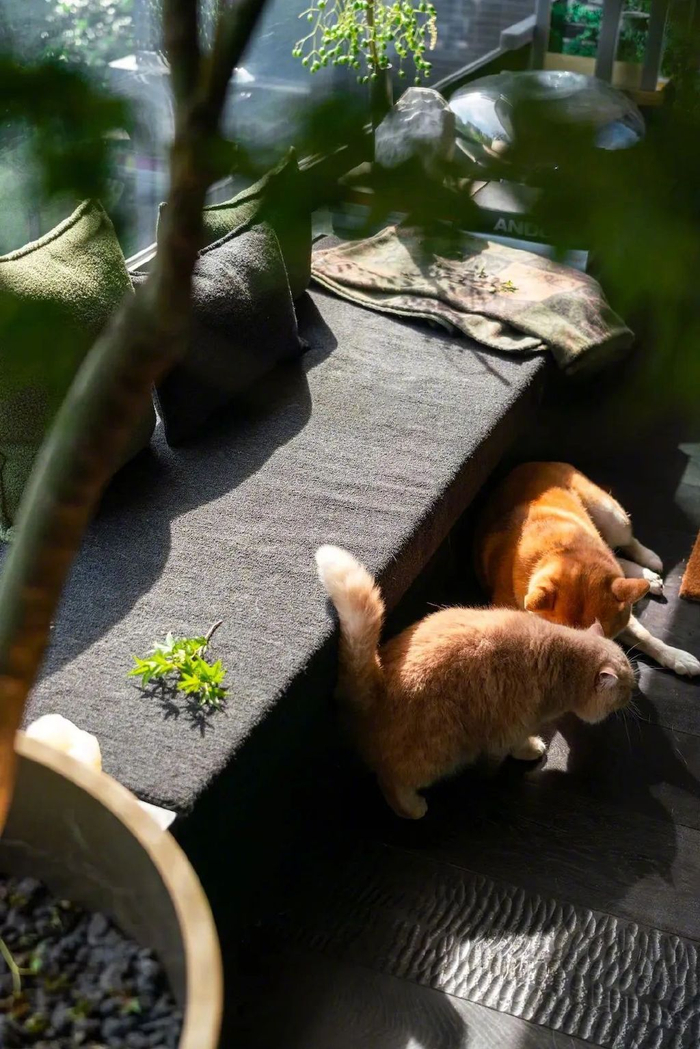 一猫一狗在客厅▲拒绝极简的客餐区改造之初,我们就非常明确:一是要