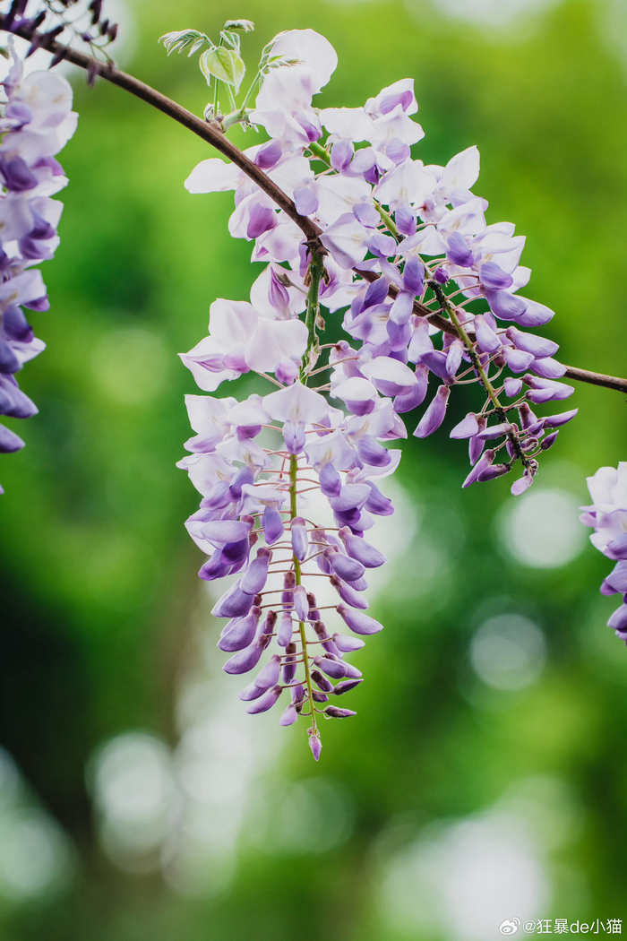 春意盎然的苏州留园