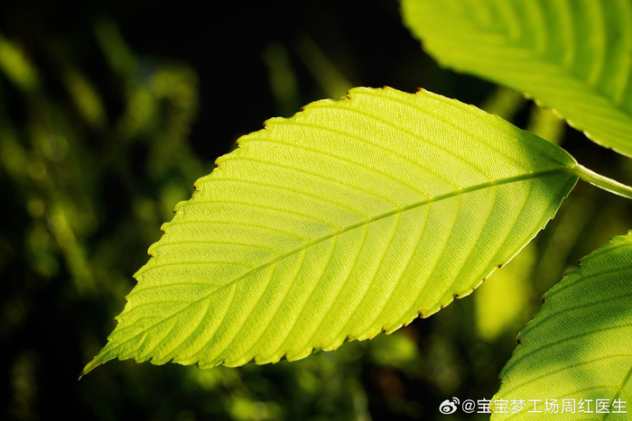 国家植物园南园温室里的叶子,灵性十足