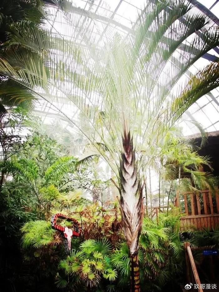 热带雨林植物景观特点图片