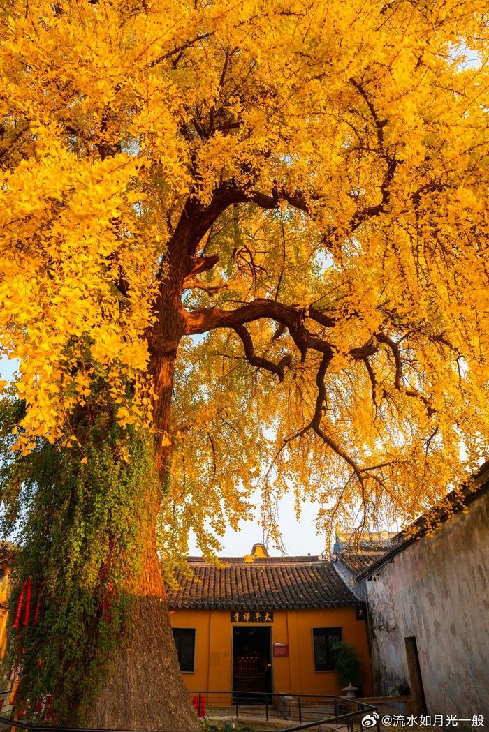 姑苏秋色——太平禅寺银杏黄