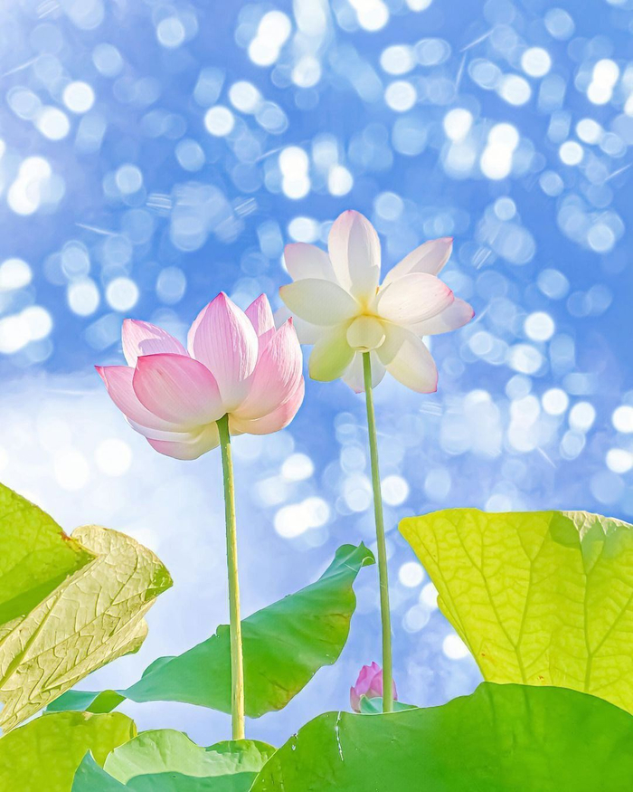 蓝天荷花94夏日风情·美极了!