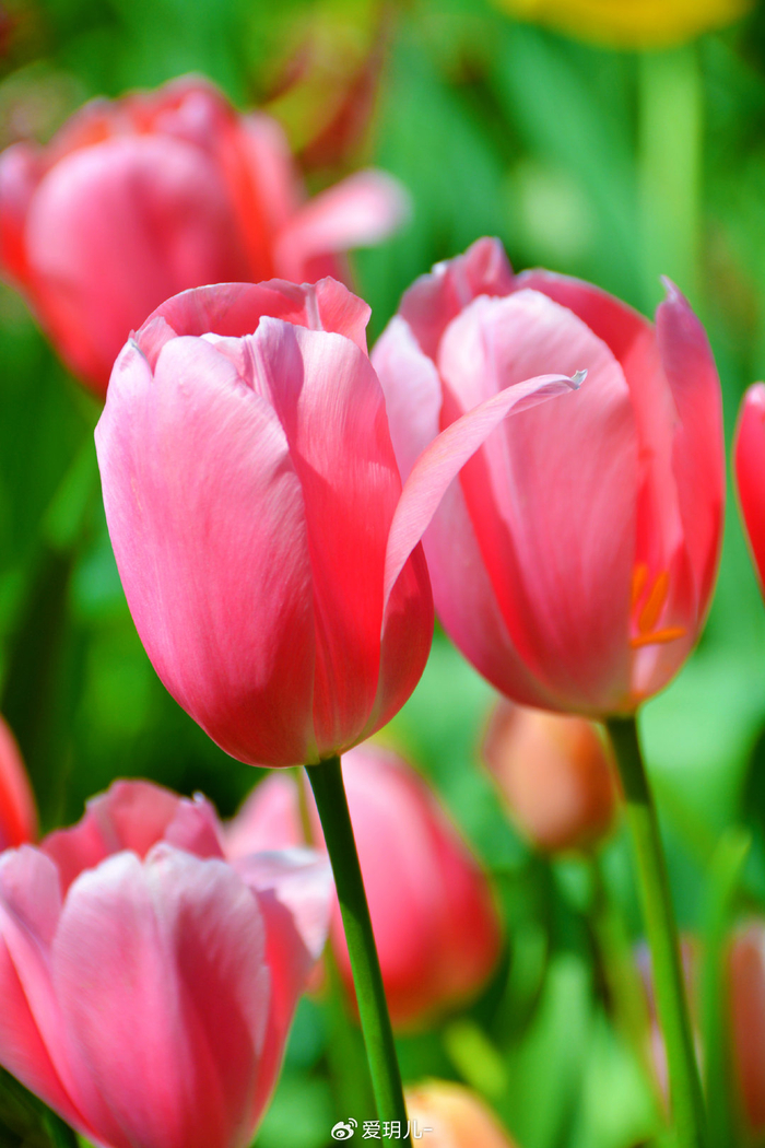 郁金香,原创拍摄