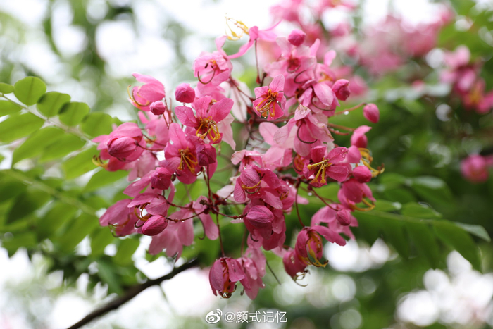 清新自然 婆娑多姿 艳丽悦目 一一粉花山扁豆(国家一级保护植物
