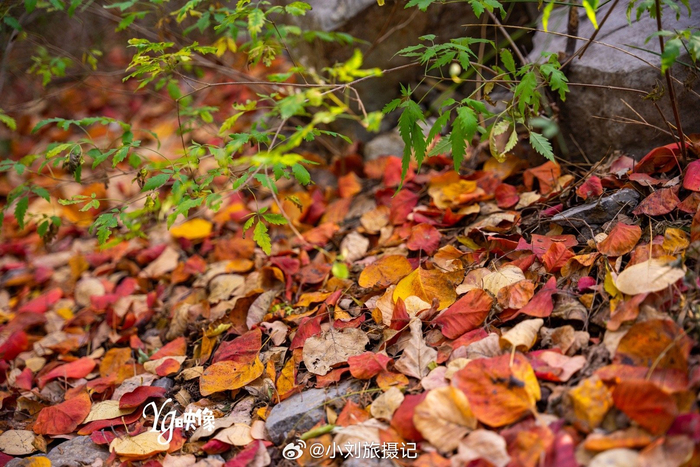 寒风瑟瑟日渐凉满目山河叶落黄