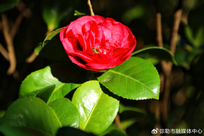 千城胜景|红河弥勒:高山茶花惊艳绽放|茶花|高山|花姿_新浪新闻