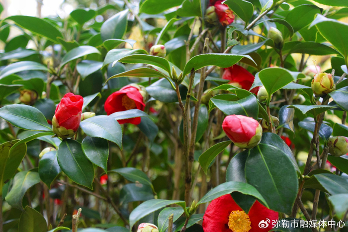 千城胜景|红河弥勒:高山茶花惊艳绽放|茶花|高山|花姿_新浪新闻