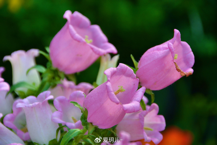 粉花风铃草原创拍摄