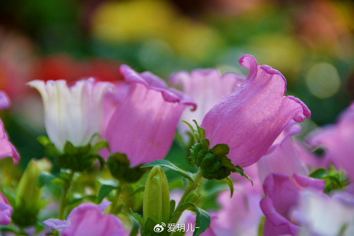 粉花风铃草原创拍摄