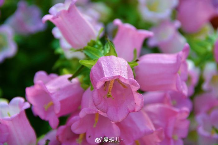 粉花风铃草原创拍摄