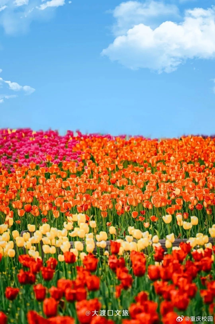 春风拂面郁金香盛开