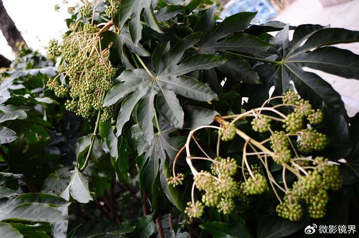 有关资料介绍:八角金盘是一种美丽的植物,它的叶子呈掌状,有八个角