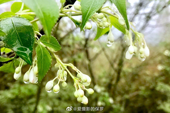 省沽油（别名：珍珠花）落叶灌木，枝条开展