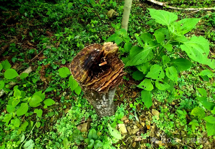 4人砍伐2000余株黄柏树被抓