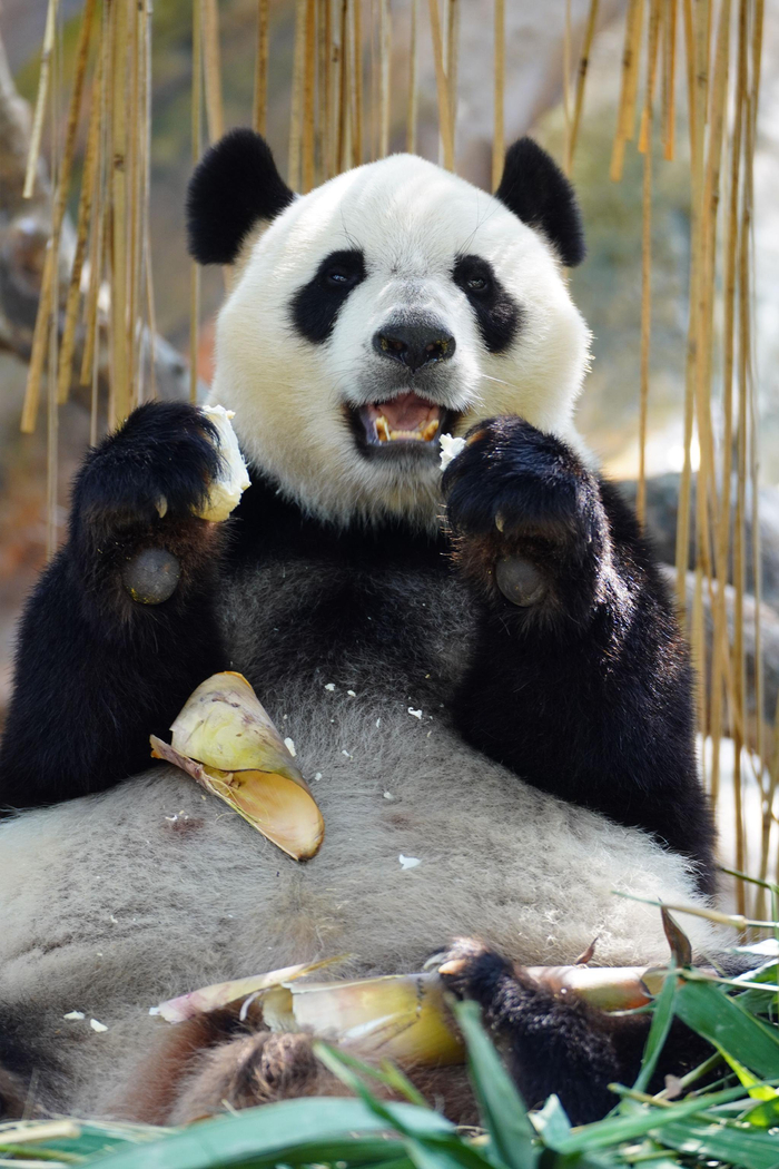 如果偶遇花花和么么儿我可能跑不动我的心上熊啊