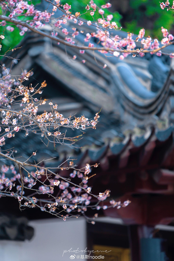 阳春三月 春暖花开 ps:摄于镇江焦山(2024-03-16)__财经头条