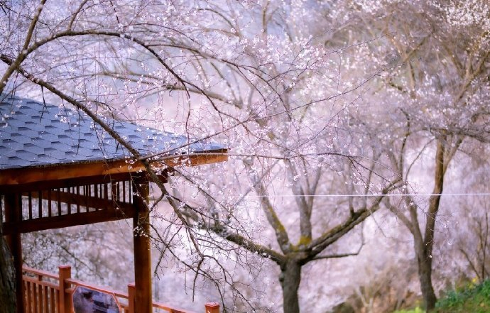 春晨花上露芳气著人衣早安