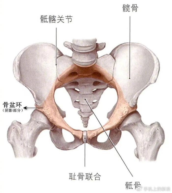 骨盆的主要作用是承受人体上半身的重量,稳定下肢并调节行走,同时保护