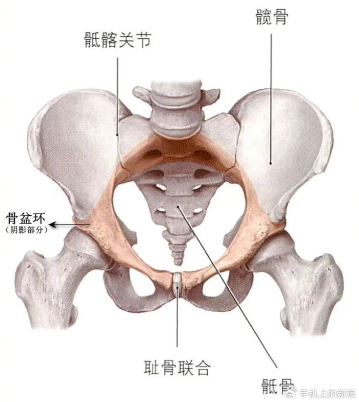 裤缝经常跑偏的人,你的骨盆可能已经歪了|骨盆|旋转_新浪新闻