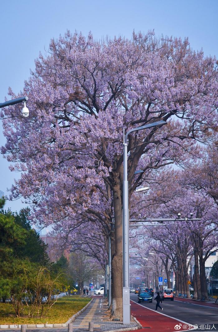 泡桐树花期图片