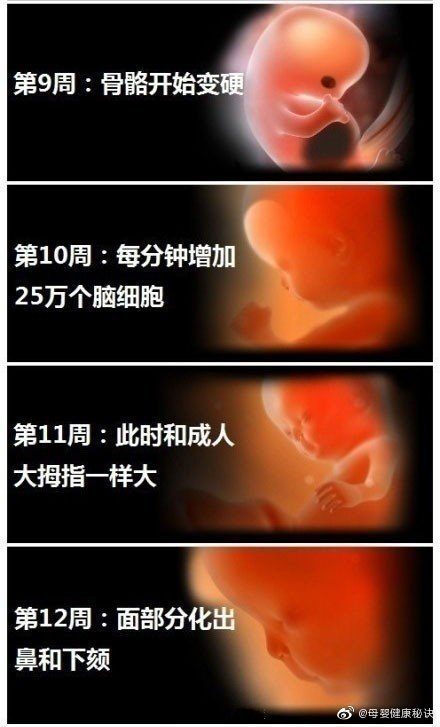 怀胎十月1-40周胎儿发育过程图,太震憾了_新浪新闻
