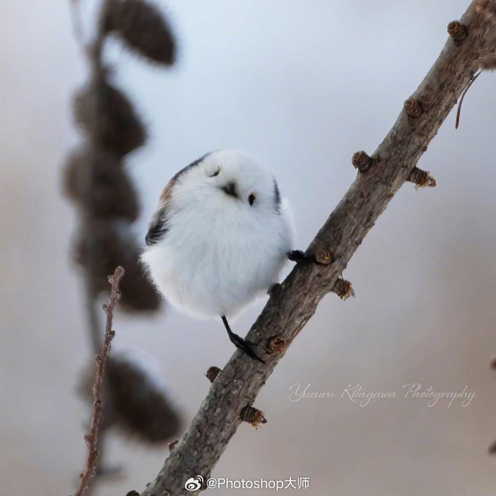 肥啾北长尾山雀