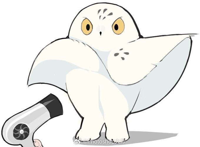 呆萌可爱的雪鸮bfhiyoratory