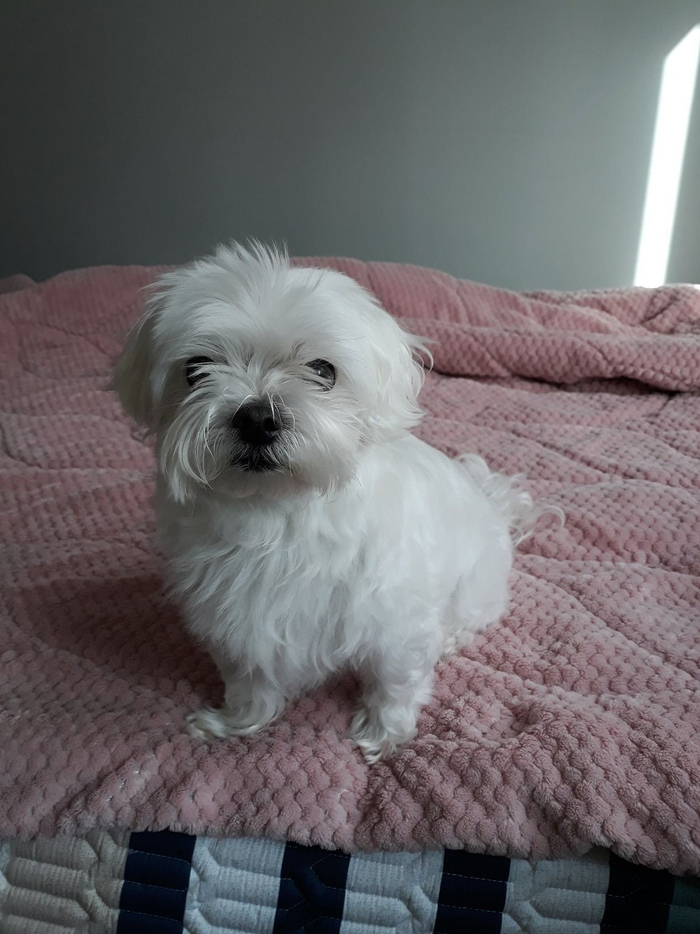 小狗狗长毛的过程