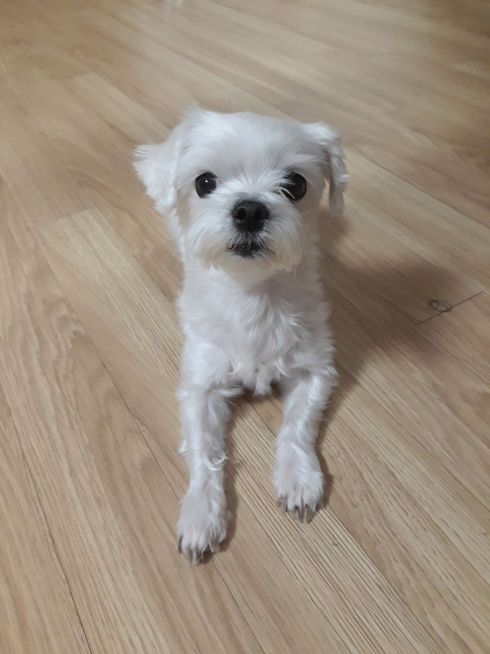 小狗狗长毛的过程