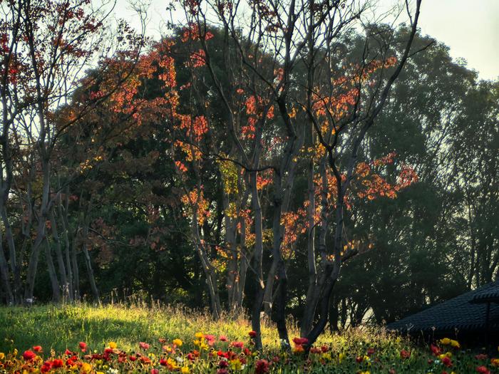 初冬的早晨陽光灑在滿山遍野的紅葉上它們熠熠生輝