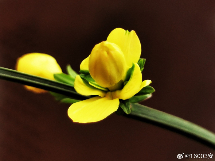 灿烂的重瓣迎春花,连枝条都是婀娜的