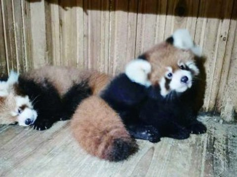 红山森林动物园小熊猫龙凤胎亮相