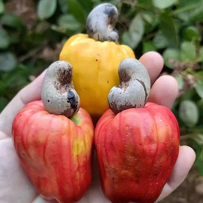 世界上大约每年有400万吨的腰果产量