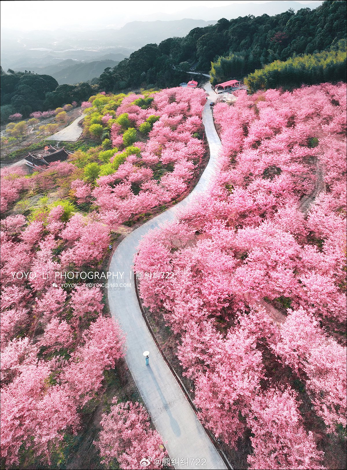 风里有了春天的味道 这里是龙岩