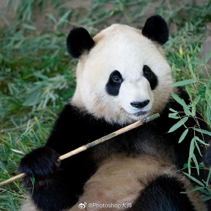 萌态十足的可爱大熊猫