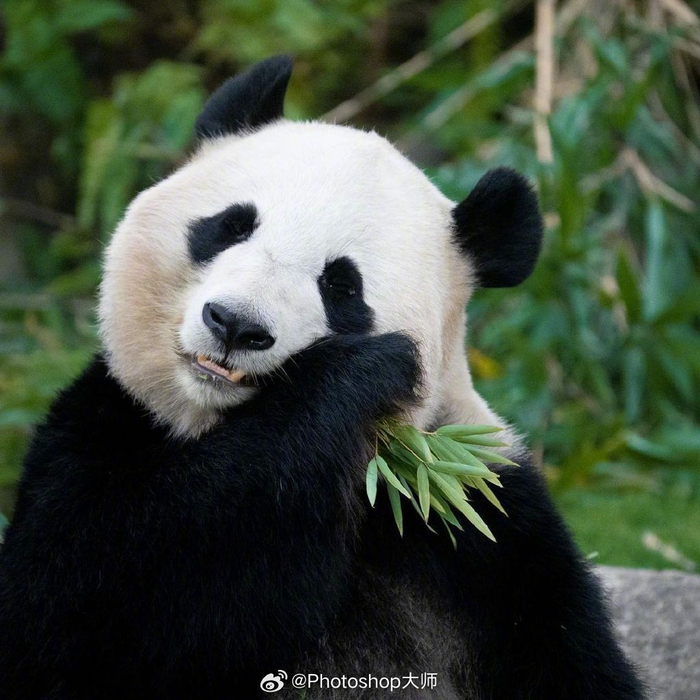 萌态十足的可爱大熊猫