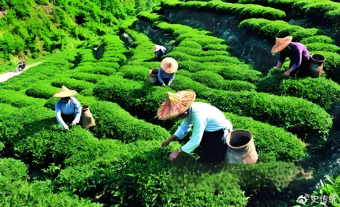 中国茶叶种植与加工行业投资策略建议__财经头条__新浪财经