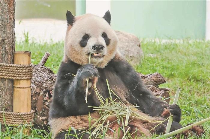 看“芝士”“芝麻”要这样做